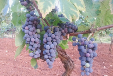 VITCLIC – Vinogradarstvo i klimatske promjene na području Hrvatske