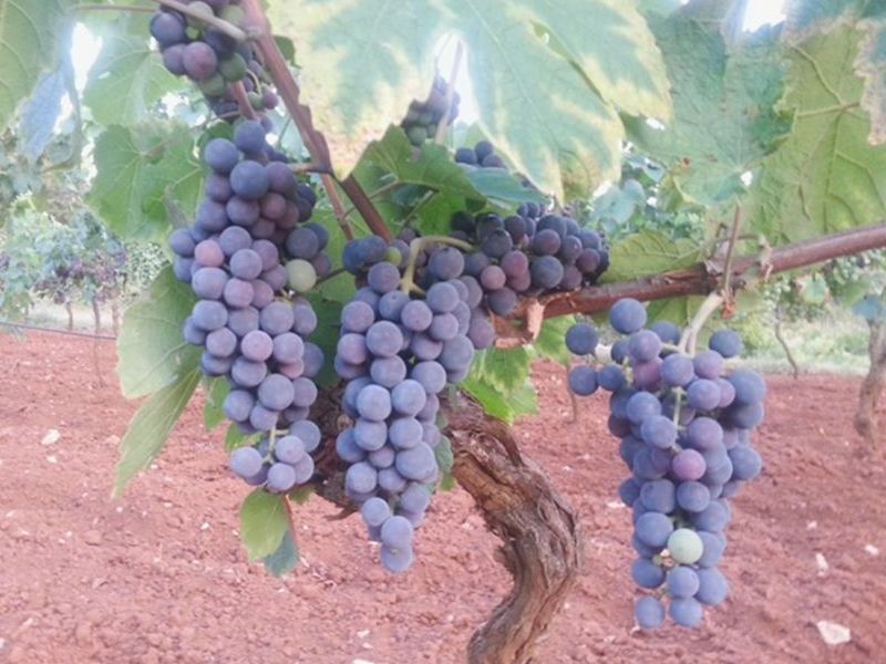 VITCLIC – Vinogradarstvo i klimatske promjene na području Hrvatske