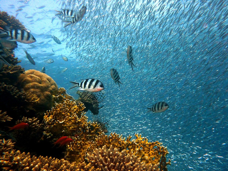Utjecaj klimatskih promjena na oceane, mora i njihovu obnovu