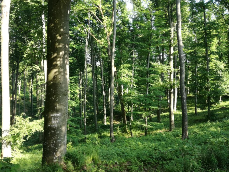 Prilagodba šuma i šumarstva klimatskim promjenama