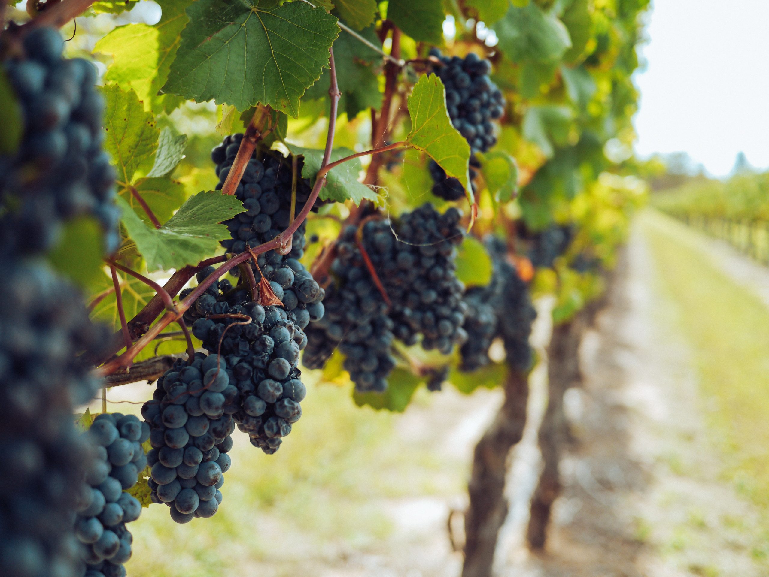 Procjena tolerantnosti hrvatske germplazme vinove loze na sušu